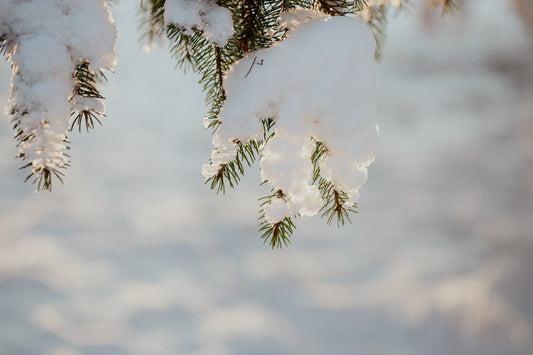 Nyhetsbrev: Januari 2026